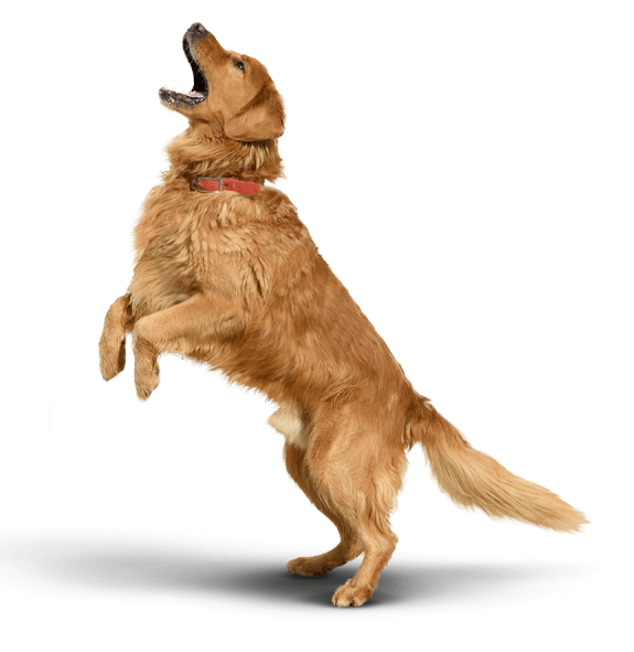 Comportementaliste chiens dans les Pyrénées